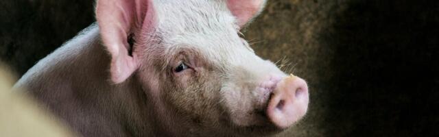 Seakatk jõudis Raplamaa farmi