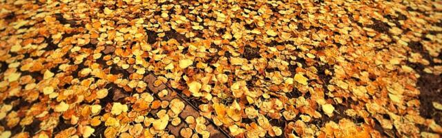 AJAPEEGEL: Meelis Lao saadeti Viimsisse lehti riisuma