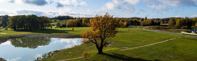 Algas rahvahääletus Eesti aasta puu väljaselgitamiseks