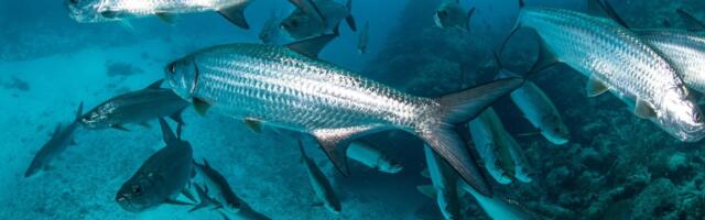 Fakt teadust päevas: kas kalad võivad ära uppuda?