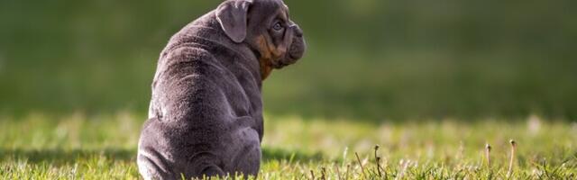 Teadlaste loodud tööriist võib muuta levinud koeratõugude välimust