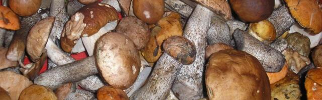 HINNAVÕRDLUS | Puravikke saavad lõunaeestlased turult tunduvalt odavamalt kätte