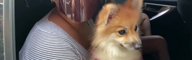 Reporter: Preester piserdas lemmikloomi püha veega