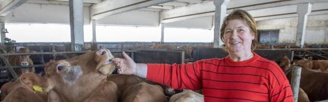 Loomapidaja: olukord oli absurdne, pidime veised müüma öösel ühe sekundiga