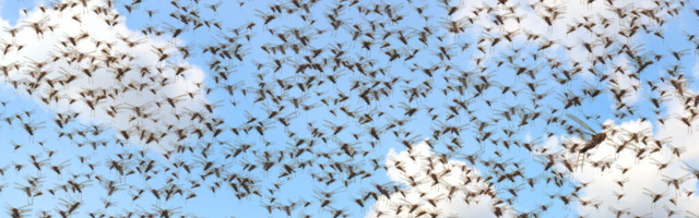 Eestis tohib nüüd putukaid toiduna müüa