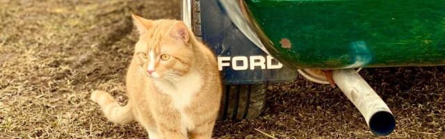 Jaak-Kristian Sutt: energiakoriluse ajastul on meil muust kui elektriautost mõelda