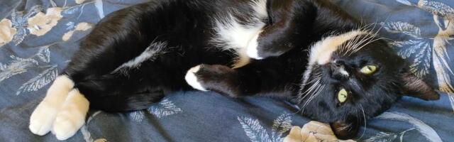 Tõeline kaisukas(s) Tibullus tahab leida päris oma pesa