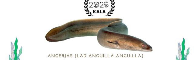 2025. aasta kalaks valiti angerjas