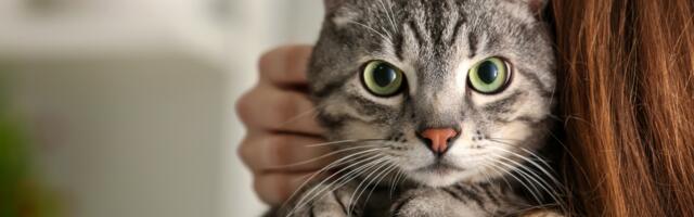 Kasside salapärane võime: kuidas kassid hoiavad kodu halbade mõjude eest