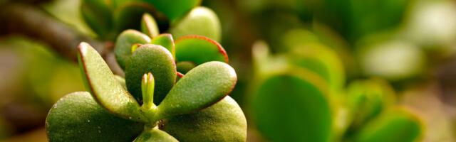 See tagasihoidlik toataim võib Feng Shui järgi toetada rahavoogu ja kodust küllust