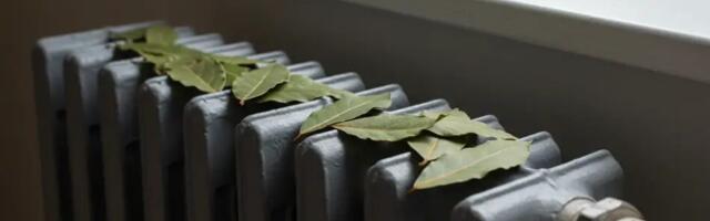 Loorberilehed – kasuta neid nii ja sa ei taha enam kunagi loobuda