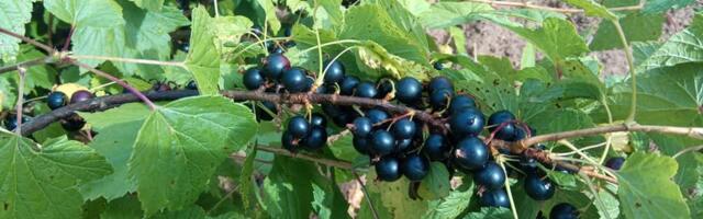 Räpina volikogu juhib tähelepanu Räpina Aianduskooli rahastuse vähenemisele