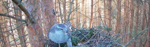 Tartu kanakullidest suunamudijad kolisid tagasi vanasse pessa