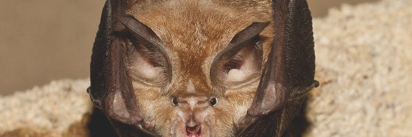 Genoomid kinnitavad: SARS-CoV-2 pärineb nahkhiirtelt