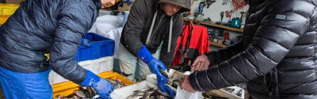 PILDIGALERII ⟩ Huvilised said avatud sadamate päeval Toilas osta värsket kala ja maitsta kalatoite