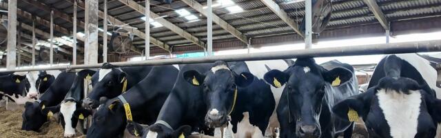 Piima hind on tõusuteel, Ameerikas on lehmad juba linnugripis
