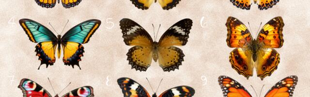 Isiksusetest: vali üks liblikas ja saa teada, mida sinu hing praegu kõige rohkem vajab