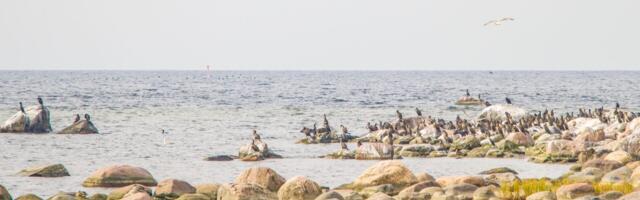 Laidudel hakatakse kormoranimune õlitama