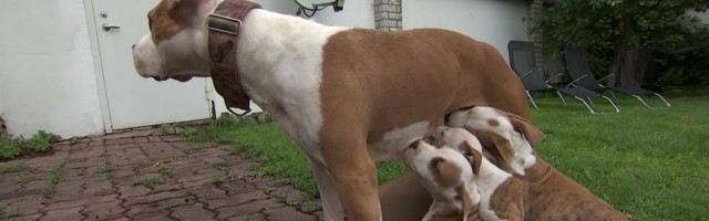 Reporter: Imearmsad Amstaffi kutsikad!