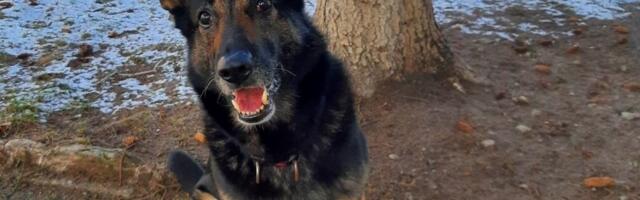 Politseikoer Toran leidis Järvamaal kadunud poisi
