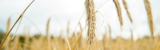 On oht, et meie toidus hakkab suurenema toksilise kemikaali kaadmiumi osakaal