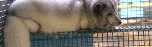 Reporter: Karusloomafarmide keelustamist Eestis nõuavad nüüd ka nimekad Eesti looduteadlased