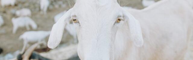 Kitsepiim tervendab organismi ja toidab nahka.