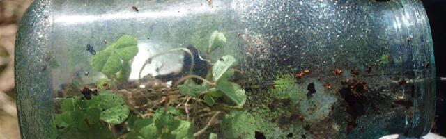 Varibiosfäär – elu, mida me ei tunne