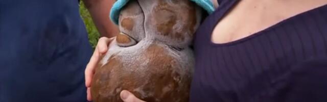 Hiigelkartul pürib läbi raskuste «Guinnessi rekordite raamatusse»