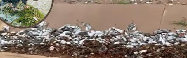 VIDEO | Rotid on vallutanud Austraalia rannikulinna „Nad lammutavad autosid ja ründavad koduloomi, lehk on talumatu“