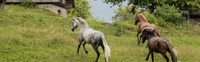 Perutavad hobused tekitasid autole üle 10 000 euro eest kahju