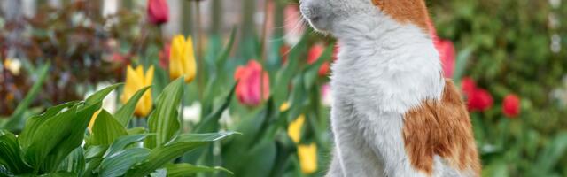 „Kas minul pole enam õigusi?“ – Erika võitlus naabrite kassidega ajab suhted pingeliseks ja tekitab küsimusi