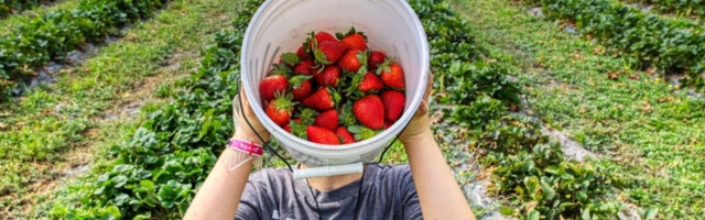 Meeldetuletuseks alaealiste töötamise kohta