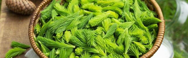 Ettevaatust, kuusevõrsed! Liigne söömine võib põhjustada seedehäireid