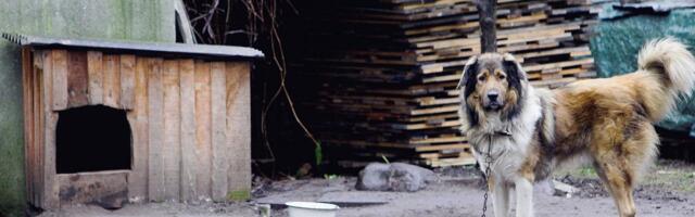 Valitsus andis rohelise tule: koerte ketis pidamine ja zoofiilia keelustatakse