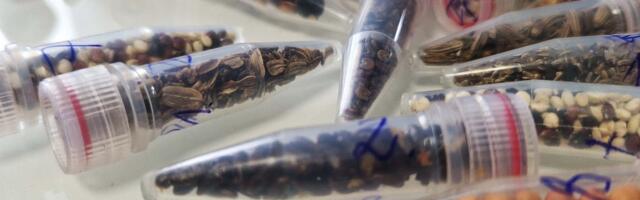 Scientists Are Sending Cannabis Seeds to Space