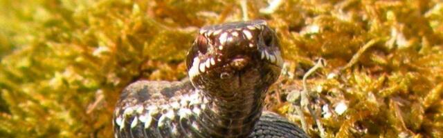 Veronika Meriküll: uputame kutsikad ja lööme rästikutel pead maha? Vana aja „kombed“ pole kadunud