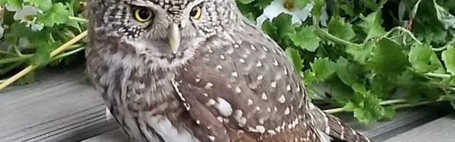 Iisaku looduskeskuses käis külas värbkakk