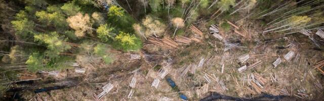 Riigikohus: metsaomanik ei saa linnurahu pärast riigilt hüvitist nõuda