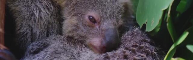 Reporter: Austraalia nimetas koaalad idarannikul eriti ohustatud liigiks