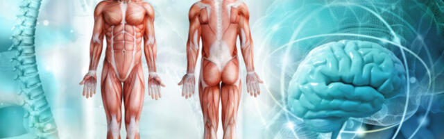 Kuhu, pärast COVID-i põdemist või vaktsiini saamist kehasse, ladestub ogavalk (täielik diagramm)