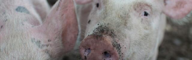 Suures Läti farmis tuvastati seakatk