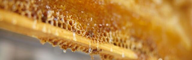 Ootamatu, kuid tõsi: Eesti linnamesi on rikkalikuma koostisega ja puhtam