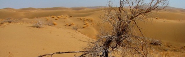 "Viljatutes" kõrbetes kasvab üllatavalt palju puid, lausa 1,8 miljardit