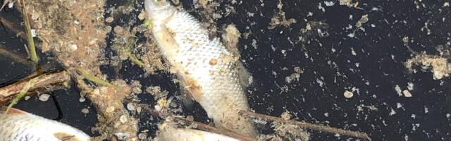 Pärnu jõgedes levib viirushaigus, mis põhjustab kalade massilist hukkumist