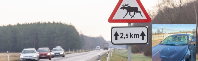 Kohtla-Järve-lähedasel maanteelõigul jätkuvad ulukiõnnetused juba aastaid