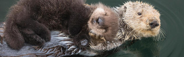 Luuvalupäeval on lubatud kauem magada