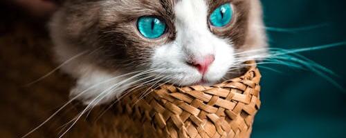 Septembrist muutuvad nõuded Venemaalt ja Valgevenest saabuvatele lemmikloomadele