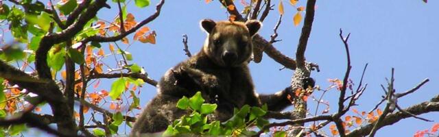 Teadlased tegid läbimurde Austraalia ühe kõige salapärasema looma uurimisel