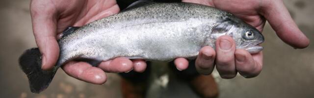 Eesti kalakasvatus saab hoogu juurde